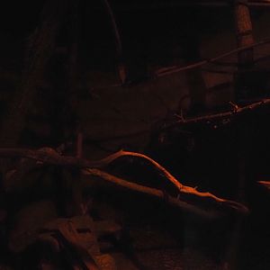 New Central African area Ngyuwe - Nocturnal exhibit for African brush-tailed porcupine and Senegal bushbaby, 2025-08-03