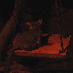 Senegal bushbaby (Galago senegalensis), 2025-08-03