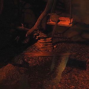 African brush-tailed porcupine (Atherurus africanus) and Senegal bushbaby (Galago senegalensis), 2025-08-03