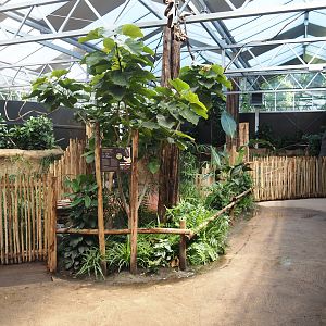 New Central African area Ngyuwe - View in Pygmy hippopotamus, Red river hog, De Brazza's monkey and Drill greenhouse, 2025-08-03