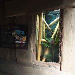 New Central African area Ngyuwe - William's electric blue day gecko terrarium, 2025-08-03