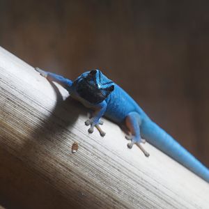Male William's electric blue gecko (Lygodactylus williamsi), 2025-08-03