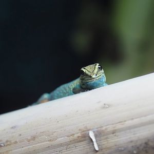 Female William's electric blue gecko (Lygodactylus williamsi), 2025-08-03