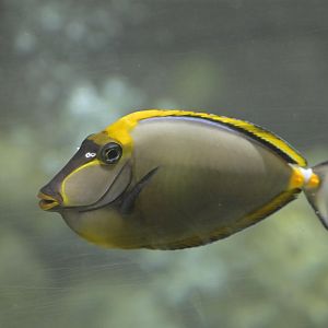 Hill City AquaZoo - Elegant Unicornfish (Naso elegans)