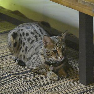 Hill City AquaZoo - Savannah Cat (Felis catus × Leptailurus serval)
