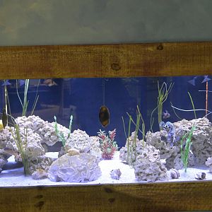 Hill City AquaZoo - Coral Reef Tank with (live) White-spotted Bamboo Shark eggs