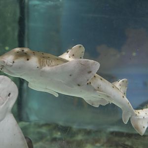 Hill City AquaZoo - Horn Shark (Heterodontus francisci) with Bat Ray (Myliobatis californica) photobomb