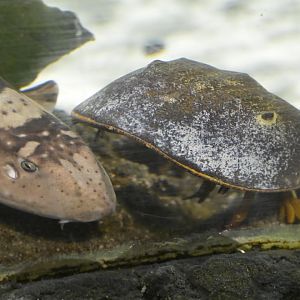 Hill City AquaZoo - Atlantic Horseshoe Crab (Limulus polyphemus) and White-spotted Bamboo Shark (Chiloscyllium plagiosum)