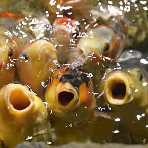 Hill City AquaZoo - Koi