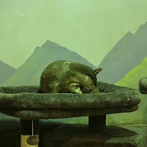 Hill City AquaZoo - Asian Small-clawed Otter (Lutra cinerea)