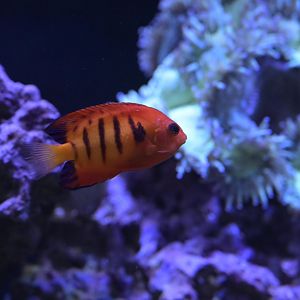 Hill City AquaZoo - Flame Angelfish (Centropyge loriculus)