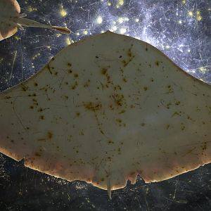 Hill City AquaZoo - Butterfly Ray (Gymnura spp.)