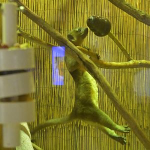 Hill City AquaZoo - Kinkajou (Potos flavus)