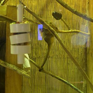 Hill City AquaZoo - Kinkajou (Potos flavus)