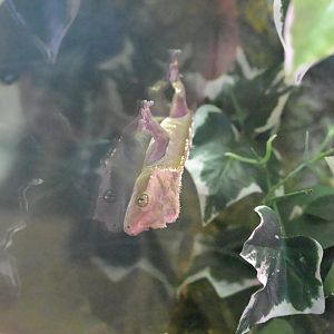 Hill City AquaZoo - Crested Giant Gecko (Correlophus ciliatus)