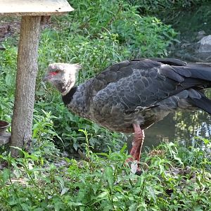 Southern screamer (Chauna torquata)