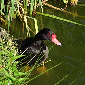 Rosy-billed pochard (Netta peposaca)