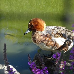European wigeon (Mareca penelope)