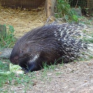 Indian crested porcupine (Hystrix indica)