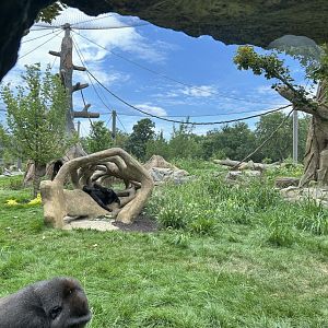 Tropical Forests-gorilla