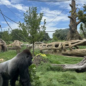 Tropical Forests gorilla -Jontu