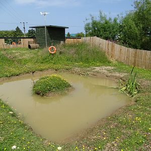 Small-clawed Otter exhibit, 11th June 2025
