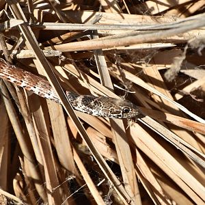 Red Coachwhip Snake (Masticophis flagellum piceus)
