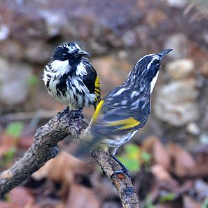 White-cheeked honeyeaters