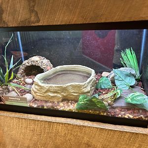 Green Frog (Outdoor Discovery Center, Holland, MI, 8/8/25)