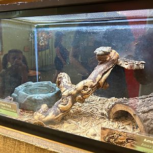 Grey Tree Frog/American Toad (Outdoor Discovery Center, Holland, MI, 8/8/25)