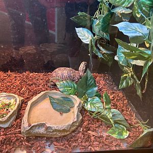 Eastern Box Turtle (Outdoor Discovery Center, Holland, MI, 8/8/25)