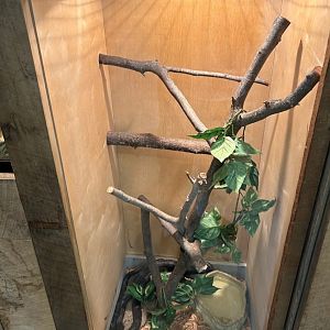 Black Rat Snake (Outdoor Discovery Center, Holland, MI, 8/8/25)