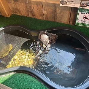 Painted Turtle/Northern Map Turtle (Outdoor Discovery Center, Holland, MI, 8/8/25)