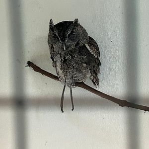 Eastern Screech Owl (Outdoor Discovery Center, Holland, MI, 8/8/25)