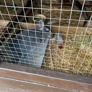 Maple the Bunny (Outdoor Discovery Center, Holland, MI, 8/8/25)