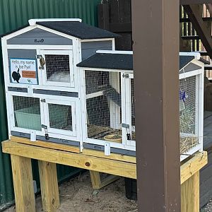 Joe Pye the New Bunny (Outdoor Discovery Center, Holland, MI, 8/8/25)