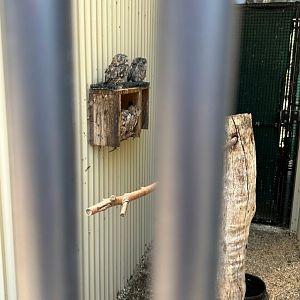 Screech Quartet (Outdoor Discovery Center, Holland, MI, 8/8/25)