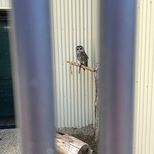 Barred Owl (Outdoor Discovery Center, Holland, MI, 8/8/25)