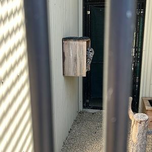 Peekaboo (Outdoor Discovery Center, Holland, MI, 8/8/25)
