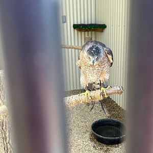 Cooper Death Stare (Outdoor Discovery Center, Holland, MI, 8/8/25)