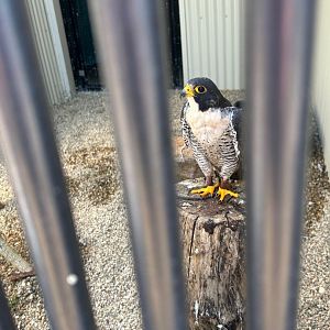 Peregrine Falcon (Outdoor Discovery Center, Holland, MI, 8/8/25)