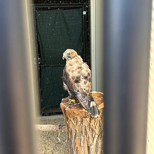 Broad-Winged Hawk (Outdoor Discovery Center, Holland, MI, 8/8/25)