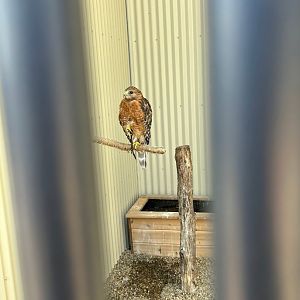 Red-Shouldered Hawk (Outdoor Discovery Center, Holland, MI, 8/8/25)
