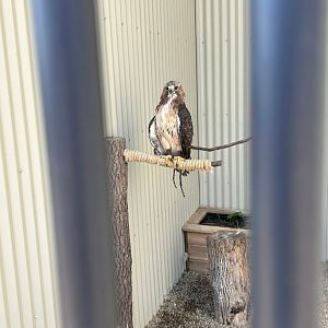 Red-Tailed Hawk (Outdoor Discovery Center, Holland, MI, 8/8/25)