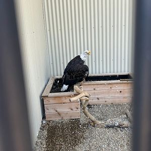 Bald Eagle (Outdoor Discovery Center, Holland, MI, 8/8/25)