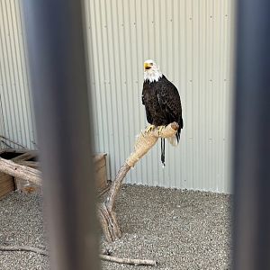 Bald Eagle (Outdoor Discovery Center, Holland, MI, 8/8/25)