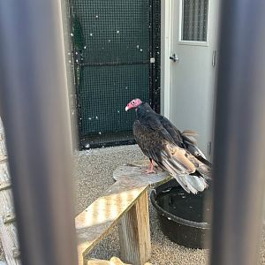 Turkey Vulture (Outdoor Discovery Center, Holland, MI, 8/8/25)