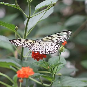 Butterfly in the Tropical House