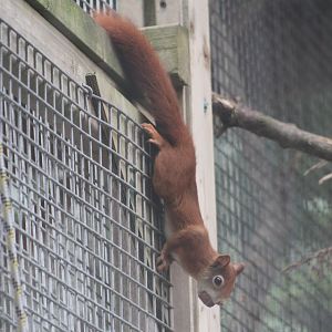 Red Squirrel