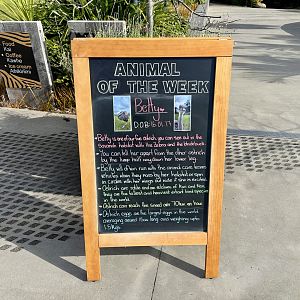 Animal of the Week (Betty)